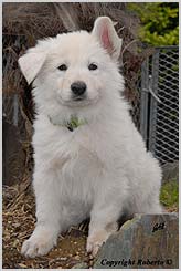 Wei&szlig;e Sch&auml;ferhunde - Ruhrgebiet - NRW