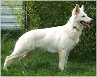 Wei&szlig;e Sch&auml;ferhund H&uuml;ndin