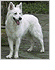 White Energy - Breeder of White Sheherd Dogs