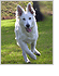 Our pack - beautiful White Alsatian