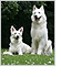 White Swiss Shepherd Dog (Berger Blanc Suisse) 