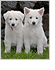 Puppies - Own Breed