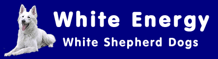 Weiße Schäferhunde
