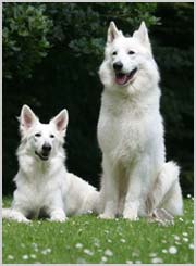 Weisser Schäferhund