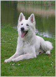 Weisser Schäferhund